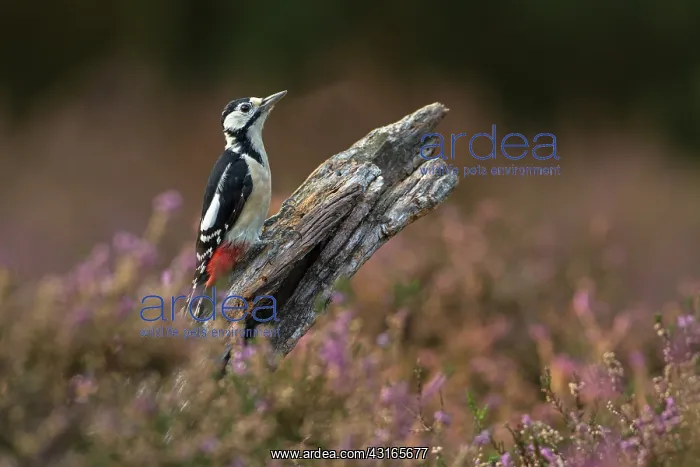 : Great Spotted Woodpecker : Great Spotted Woodpecker