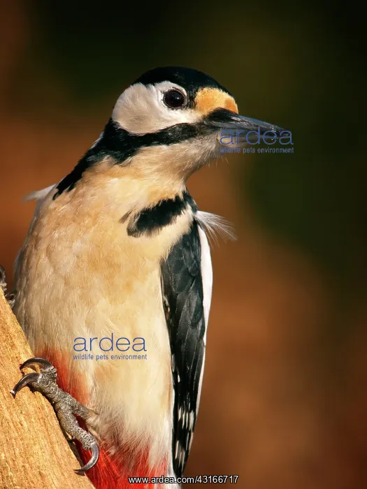 : Great Spotted Woodpecker : Great Spotted Woodpecker