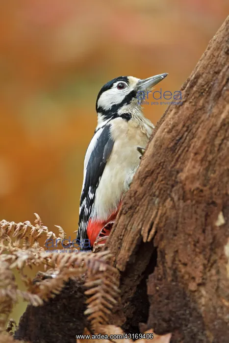  : Great Spotted Woodpecker