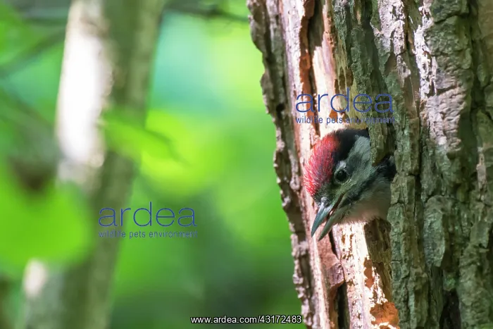 : Great Spotted Woodpecker : Great Spotted Woodpecker