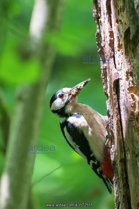: Great Spotted Woodpecker : Great Spotted Woodpecker
