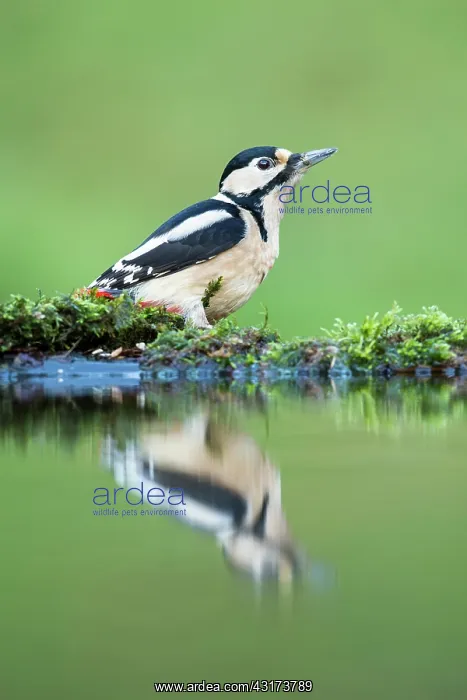  : Great Spotted Woodpecker