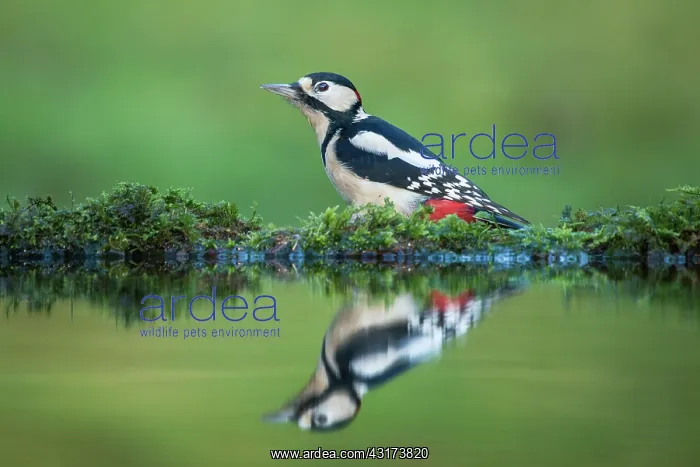  : Great Spotted Woodpecker
