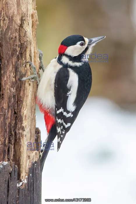 : Great Spotted Woodpecker : Great Spotted Woodpecker