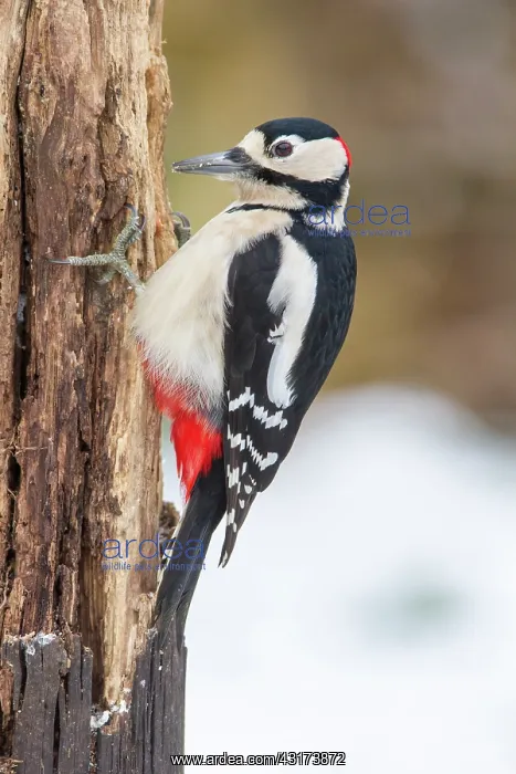 : Great Spotted Woodpecker : Great Spotted Woodpecker