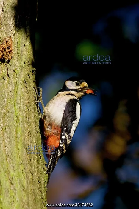 : Great Spotted Woodpecker : Great Spotted Woodpecker