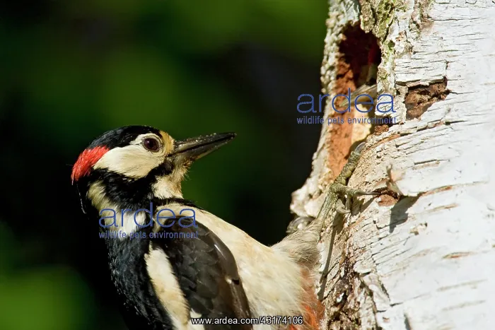 : Great Spotted Woodpecker : Great Spotted Woodpecker