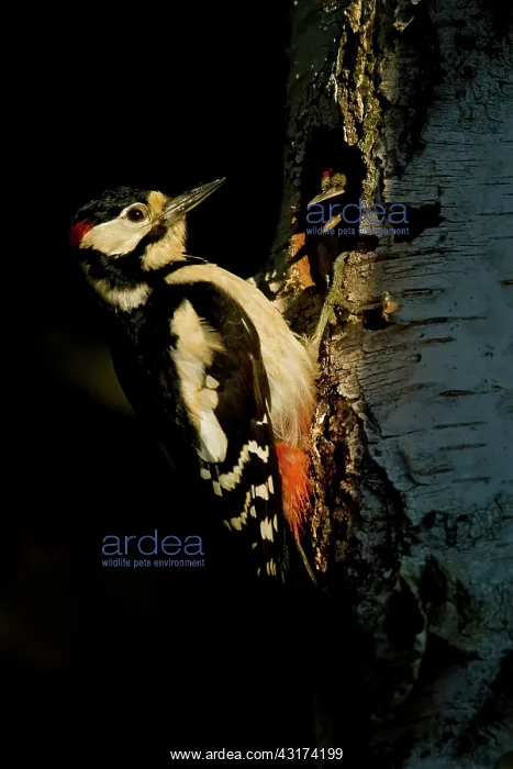 : Great Spotted Woodpecker : Great Spotted Woodpecker