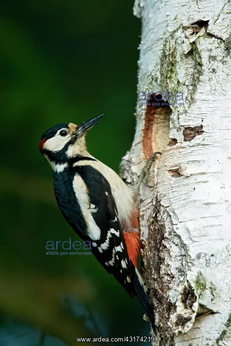 : Great Spotted Woodpecker : Great Spotted Woodpecker