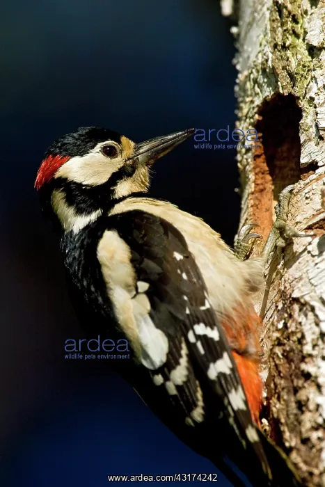 : Great Spotted Woodpecker : Great Spotted Woodpecker