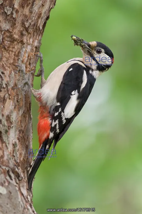 : Great Spotted Woodpecker : Great Spotted Woodpecker