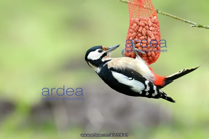 : Great Spotted Woodpecker : Great Spotted Woodpecker