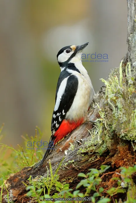 : Great Spotted Woodpecker : Great Spotted Woodpecker
