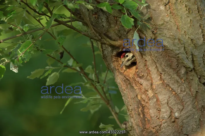 : Great Spotted Woodpecker : Great Spotted Woodpecker