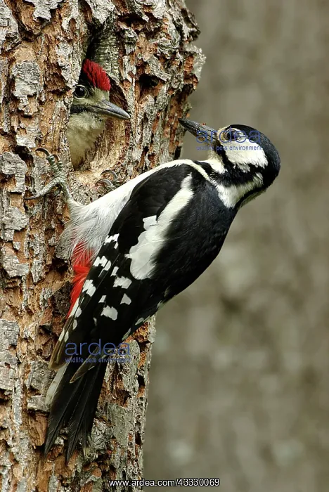 : Great Spotted Woodpecker : Great Spotted Woodpecker