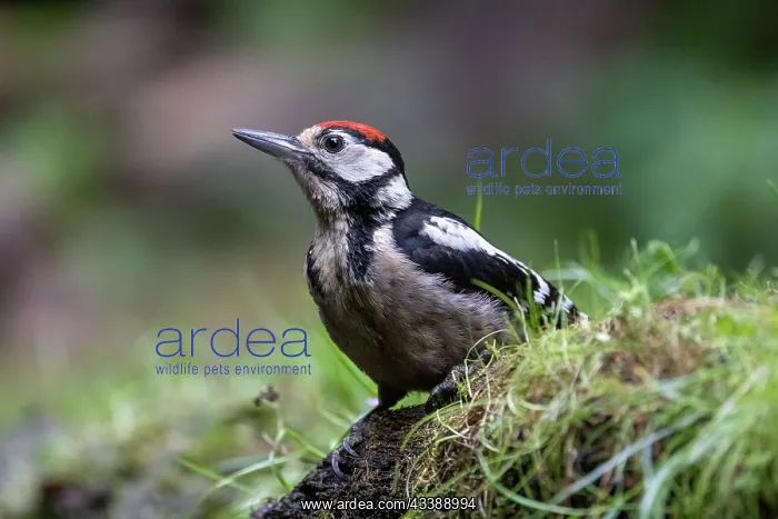 : GREAT SPOTTED WOODPECKER : GREAT SPOTTED WOODPECKER