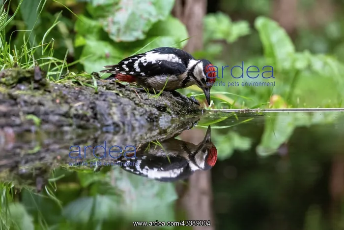 : GREAT SPOTTED WOODPECKER : GREAT SPOTTED WOODPECKER