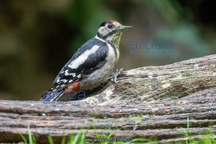 : GREAT SPOTTED WOODPECKER : GREAT SPOTTED WOODPECKER