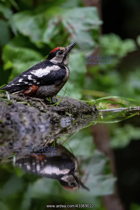 : GREAT SPOTTED WOODPECKER : GREAT SPOTTED WOODPECKER