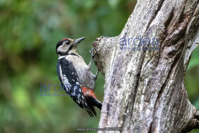 : GREAT SPOTTED WOODPECKER : GREAT SPOTTED WOODPECKER