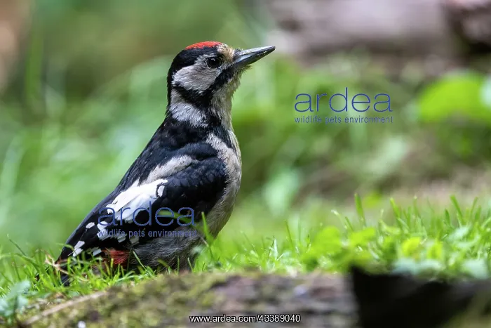 : GREAT SPOTTED WOODPECKER : GREAT SPOTTED WOODPECKER