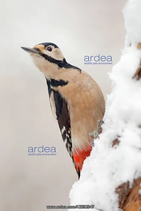 : Great Spotted Woodpecker : Great Spotted Woodpecker