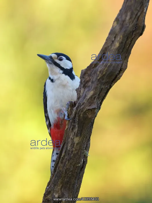 : Great Spotted Woodpecker : Great Spotted Woodpecker