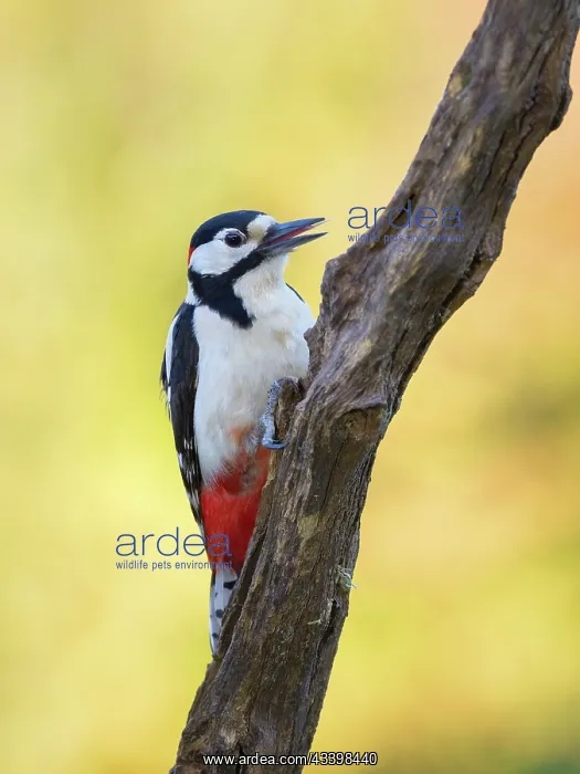 : Great Spotted Woodpecker : Great Spotted Woodpecker