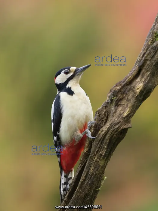 : Great Spotted Woodpecker : Great Spotted Woodpecker