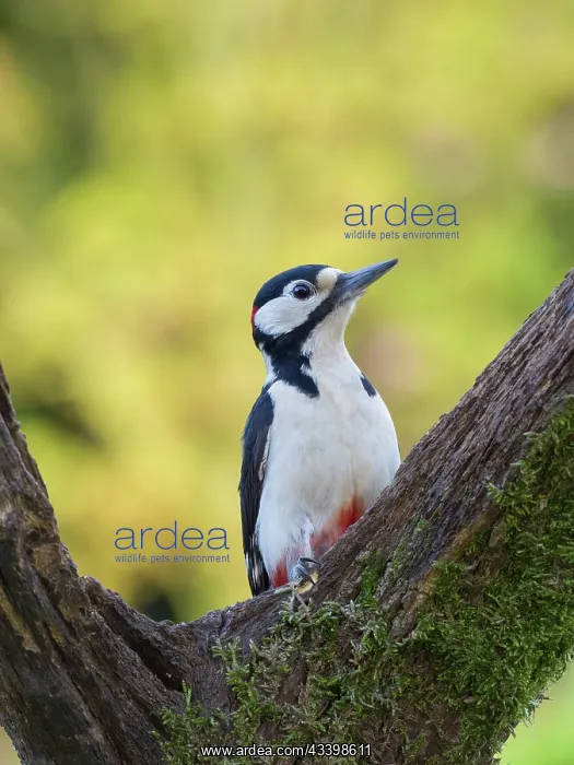: Great Spotted Woodpecker : Great Spotted Woodpecker