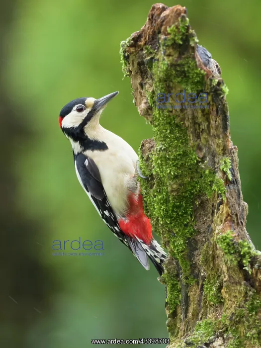 : Great spotted woodpecker : Great spotted woodpecker