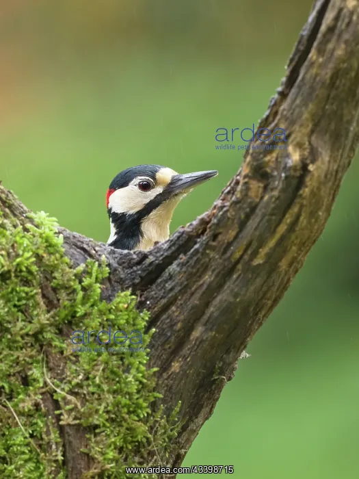: Great spotted woodpecker : Great spotted woodpecker