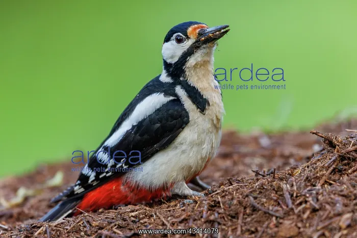 : Great spotted woodpecker : Great spotted woodpecker
