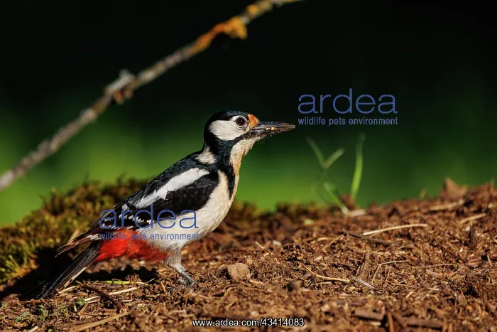 : Great spotted woodpecker : Great spotted woodpecker