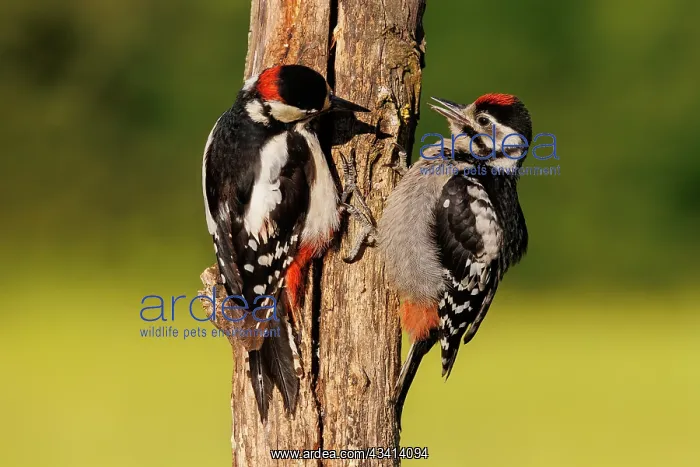 : Great spotted woodpecker : Great spotted woodpecker