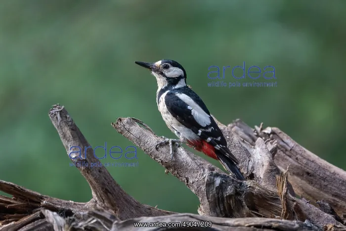 : GREAT SPOTTED WOODPECKER : GREAT SPOTTED WOODPECKER