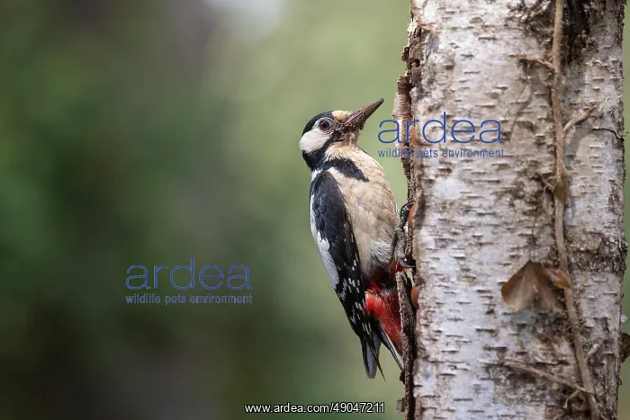 : GREAT SPOTTED WOODPECKER : GREAT SPOTTED WOODPECKER