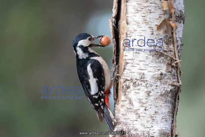 : GREAT SPOTTED WOODPECKER : GREAT SPOTTED WOODPECKER