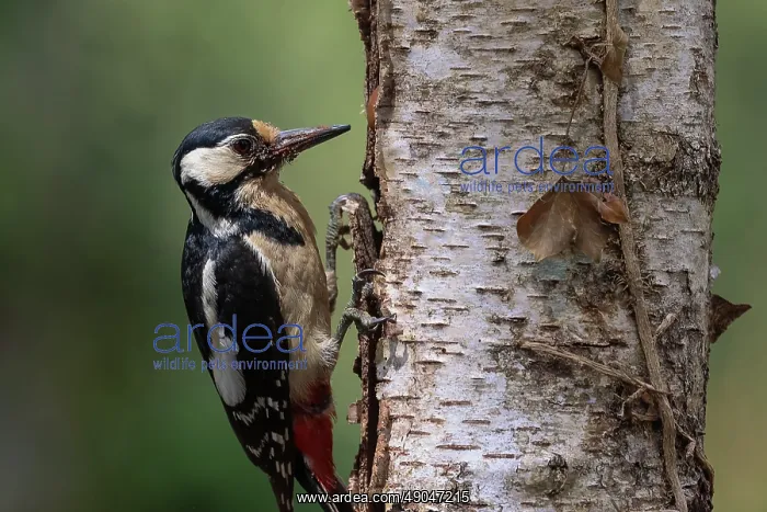 : GREAT SPOTTED WOODPECKER : GREAT SPOTTED WOODPECKER