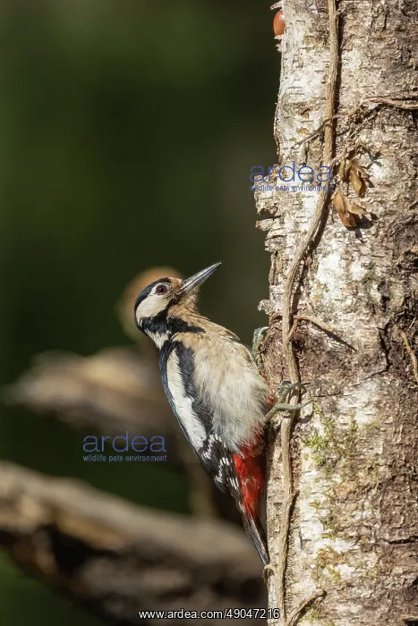 : GREAT SPOTTED WOODPECKER : GREAT SPOTTED WOODPECKER