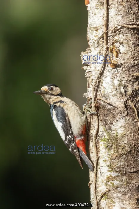 : GREAT SPOTTED WOODPECKER : GREAT SPOTTED WOODPECKER