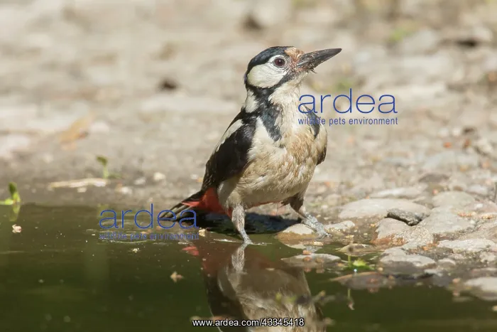 : Great Spotted Woodpecker - adult female drinking : Great Spotted Woodpecker - adult female drinking