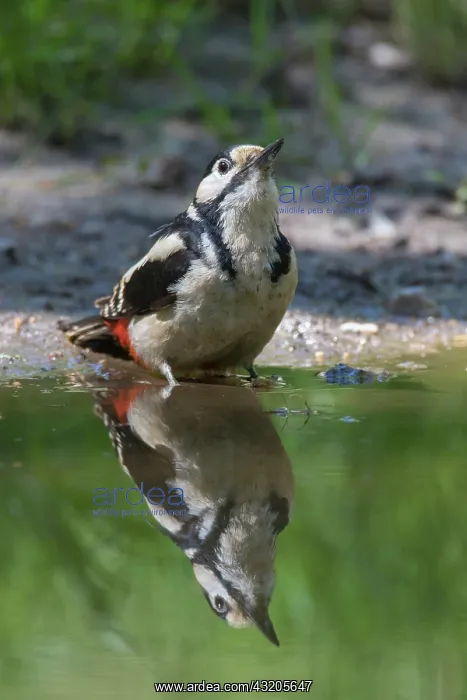  : Great Spotted Woodpecker - adult male drinking -