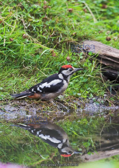 : Great Spotted Woodpecker - bathing in pond : Great Spotted Woodpecker - bathing in pond