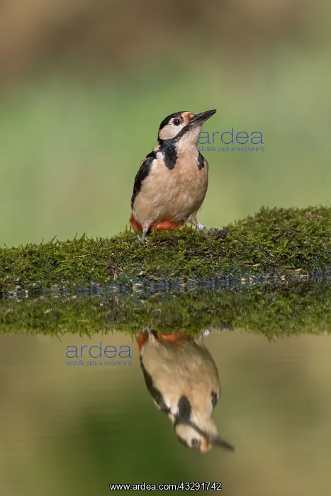 : Great Spotted Woodpecker - Cornwall - UK : Great Spotted Woodpecker - Cornwall - UK