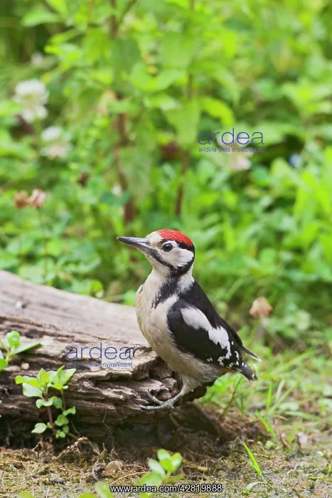: Great Spotted Woodpecker - at dead tree stump : Great Spotted Woodpecker - at dead tree stump