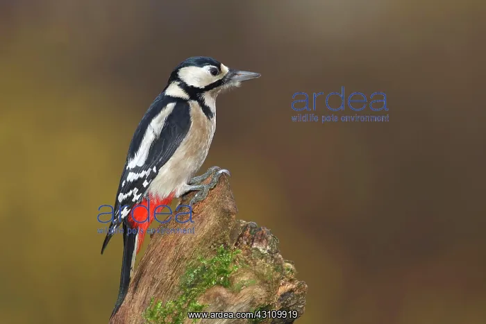  : Great spotted woodpecker (Dendrocopos major), female