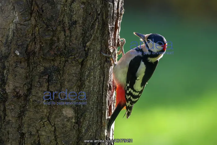: Great Spotted Woodpecker (Dendrocopos major), Clinging : Great Spotted Woodpecker (Dendrocopos major), Clinging