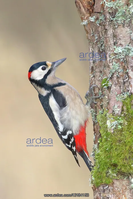 : Great spotted woodpecker (Dendrocopos major) on : Great spotted woodpecker (Dendrocopos major) on