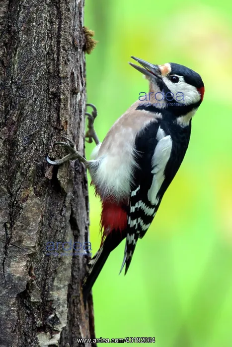 : Great Spotted Woodpecker (Dendrocopos major), Clinging : Great Spotted Woodpecker (Dendrocopos major), Clinging